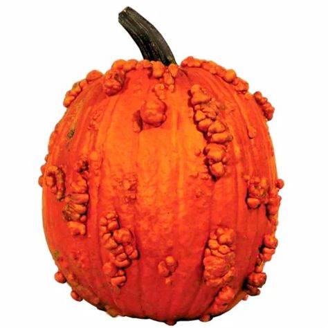 Shop for Fresh Grown Knucklehead Pumpkin - Each (1 ct) at Smith’s Food and Drug. Find quality produce products to add to your Shopping List or order online for Delivery or Pickup. Knucklehead Pumpkin, Knuckle Head, Red Pumpkins, Sweet Bell Peppers, Pepper Seeds, Your Shopping List, Green Fruit, Seed Company, Fruit Plants