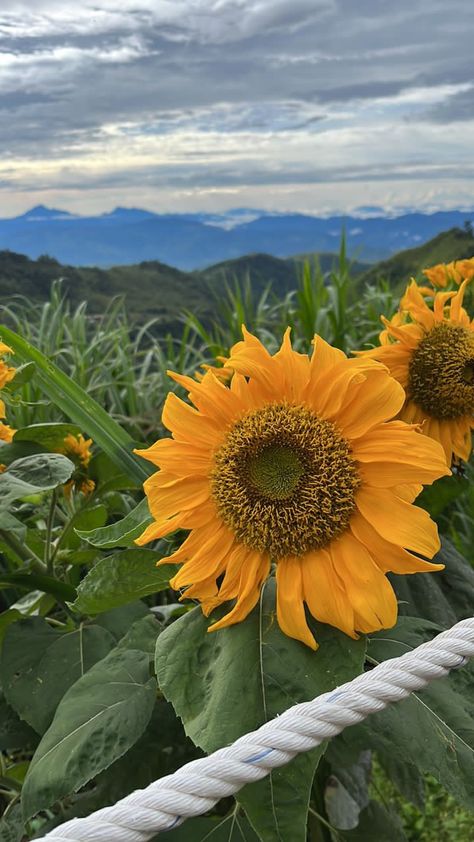 Kundasang Sabah View, Kundasang Sabah, Paper Background Design, Aesthetic Backgrounds, Paper Background, Background Design, Natural Landmarks, Photographer, Quick Saves