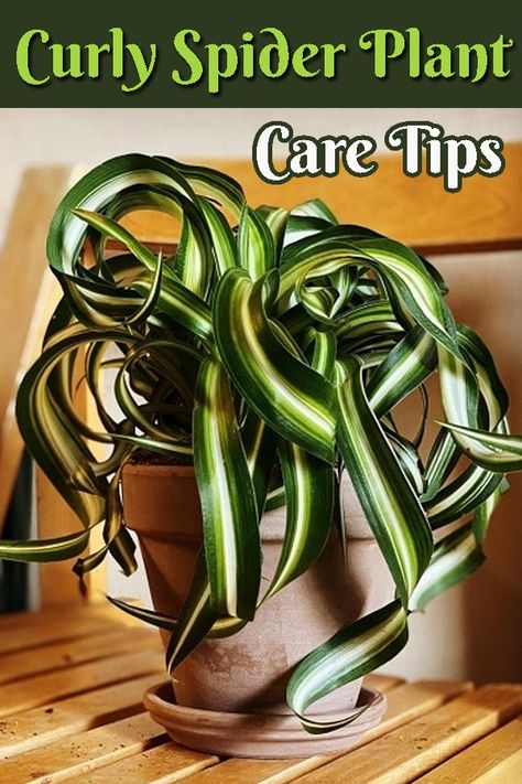 Curly Spider Plant Care, Spider Plant Benefits, Curly Spider Plant, Ponytail Plant, Plant Knowledge, Interior Gardens, Spider Plant Care, Jew Plant, Spider Flower