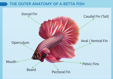 Betta Fish Anatomy, Fish Anatomy, Fish Fashion, Betta Fish Care, Betta Aquarium, Betta Fish Types, Beta Fish, Betta Fish Tank, Fish Care