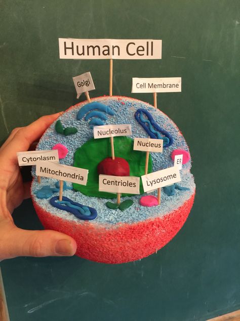 Human Cell Model. Made from a painted foam ball, and clay. Cell Diagram Project, Animal Cell Model Project, Plant Cell Project, Cell Model Project, Plant Cell Model, Animal Cell Project, Cell Project, Human Cell, Human Body Projects