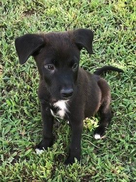 Borador dog for Adoption in Holly Springs, NC. ADN-667151 on PuppyFinder.com Gender: Male. Age: Baby Smartest Dogs, Holly Springs Nc, Hybrid Dogs, Cute Puppy Pictures, Horses And Dogs, Labrador Retriever Mix, Dog Info, Border Collies, Cute Dogs And Puppies