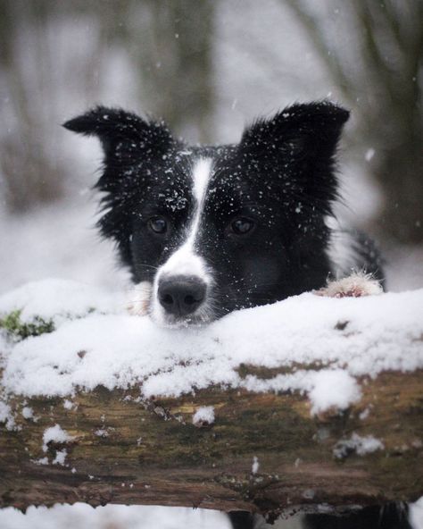 Border collie Border Collie In Snow, Collie Photography, Border Collie Herding, White Border Collie, Cute Borders, White Puppies, Herding Dogs, Border Collie Dog, Snow Dogs