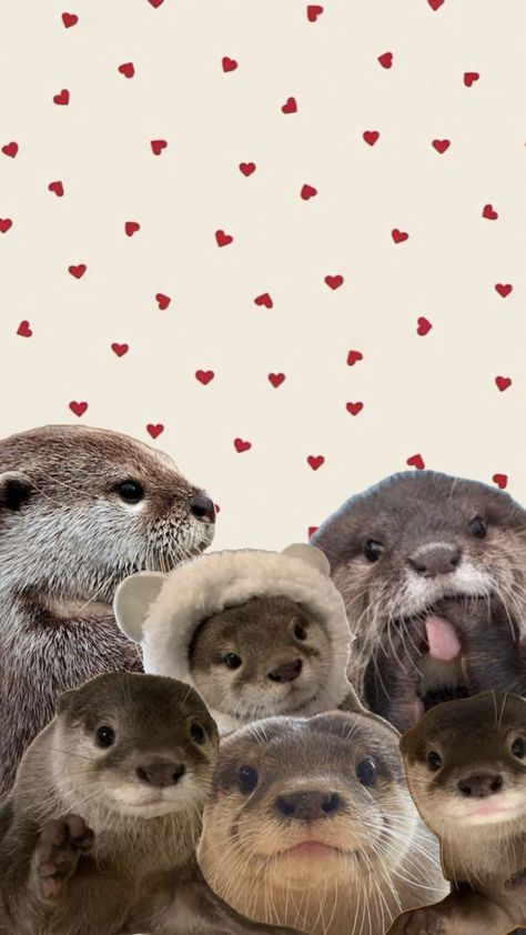 Otter Wallpapers, Otters Cute, Brown Wallpaper, Otters, Spirit Animal, Fondos De Pantalla, Phone Wallpaper, Iphone Wallpaper, Wallpapers