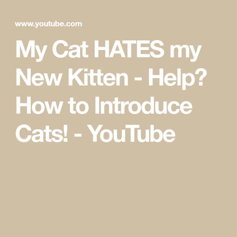 My Cat HATES my New Kitten - Help? How to Introduce Cats! - YouTube How To Introduce Cats, Foster Cat, New Kitten, Eat Together, Keep The Peace, School Videos, The Foster, Foster Home, Go Off