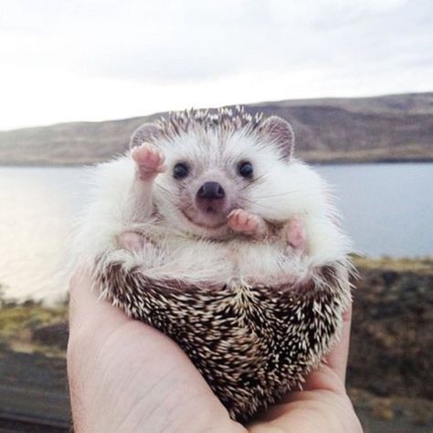 cute smiling happy hedgehog waving hello #hi ! Hedgehog Day, Happy Hedgehog, Hedgehog Pet, Baby Hedgehog, Cute Hedgehog, Baby Animals Funny, Cute Creatures, 귀여운 동물