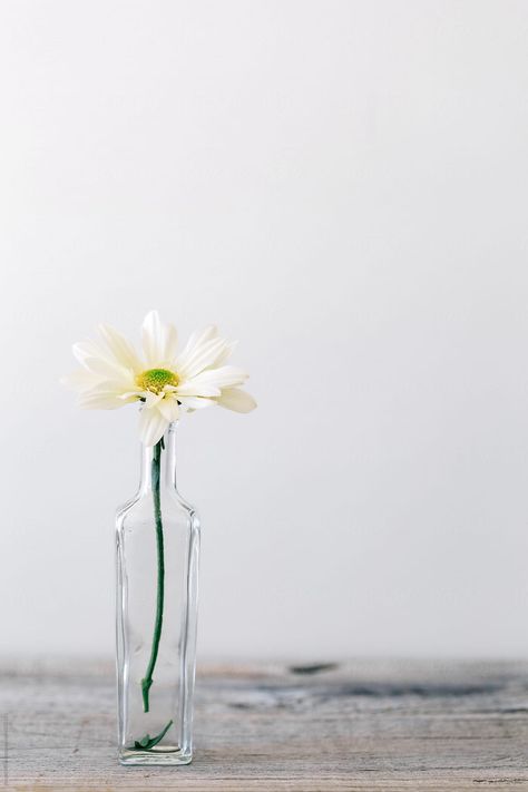 Old Glass Bottles, Flower Photoshoot, Perfect Image, Single Flower, Farm Gardens, Screen Savers, Glass Bottles, Blue Flowers, Flower Tattoo