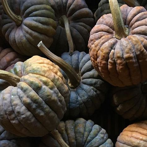 Erika Stephens on Instagram: "Black Futsu squash #flowerfarmer" Black Futsu Squash, Flower Farmer, October 7, Halloween, On Instagram, Instagram, Black