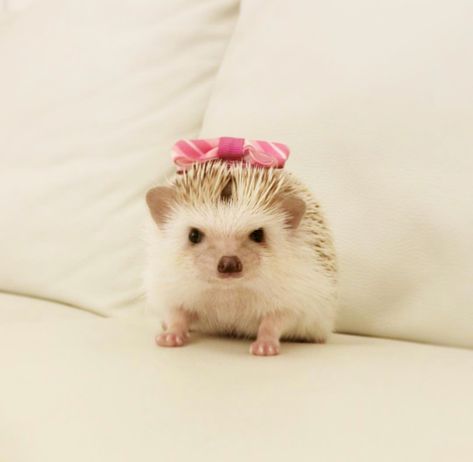 What A Pretty Girl! 🦔 Hedgehog Pfp, Hedgehog Aesthetic, Hedgehogs Aesthetic, Heghog Aesthetic, Hedgehog Cute Aesthetic, Dog Christmas Photos, Cute Piglets, Baby Hedgehog, A Hedgehog