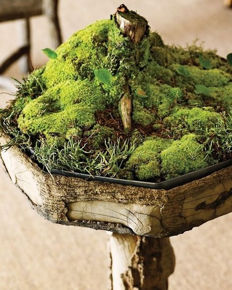 Moss Growing, Growing Moss, Plantas Bonsai, Moss Terrarium, Moss Garden, Indoor Gardens, Garden Terrarium, Terraria, Vivarium