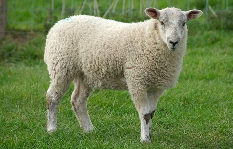 Ovine – Lexicography Sheep Names, Funny Sheep, Sheep Shearing, Sheep Farm, Animal Sanctuary, Animal Hospital, Funny Relationship, Sheep Wool, Farm Animals