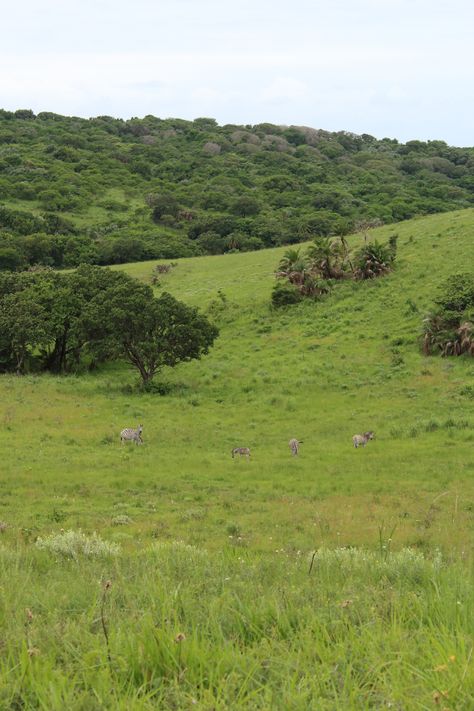 Zebras grazing in the distance. Amatikulu, KZN, South Africa South Africa Vacation, Africa Vacation, Botswana, Zebras, Animals Wild, South Africa, Road Trip, Natural Landmarks, Road