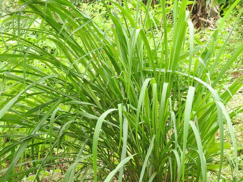 Lemon Grass (Cymbopogon citratus) · iNaturalist Cymbopogon Citratus, Photo C, South Asia, Tropical Plants, Lemon Grass, Southeast Asia, Ecuador, Lemon