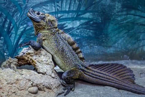 The Philippine Sailfin Lizard is a Three-Eyed, Mini Godzilla | Coffee and Creatures Philippine Sailfin Lizard, Philippine Crocodile, Silly Reptiles, Sailfin Lizard, Sailfin Dragon, Eastern Bearded Dragon, Godzilla Design, Caiman Lizard, Blue Viper