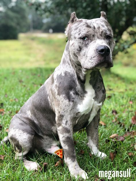 my sweet boy❤️ American Bully Bully Puppy, Bully Dog, Dream Dog, Adorable Puppies, Sweet Boy, American Bully, Animal Friends, Animals Friends, Pitbull