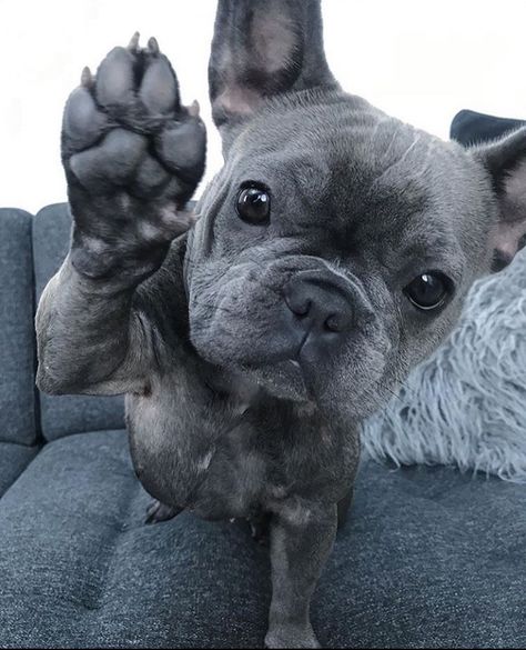 Grey French Bulldog, Baby French Bulldog, French Bulldog Breed, French Bulldog Funny, Really Cute Puppies, Bulldog Francese, Frenchie Bulldog, English Bulldog Puppies, Frenchie Puppy