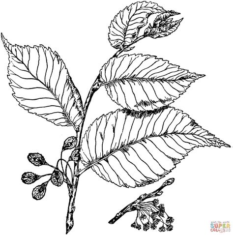 Elm Leaf Drawing, Elm Leaf Tattoo, Elm Tree Tattoo, Draw Tree, Elm Leaf, Print Coloring Pages, Leaf Coloring Page, Elm Tree, Leaf Drawing