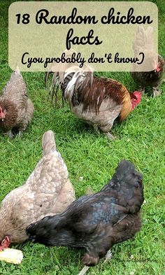 Fun facts about chickens that you probably didn't know! Chicken Molting, Wild Bunnies, Homestead Livestock, Yard Chickens, Molting Chickens, Chicken Tips, Fantasy Farm, Animal Tips, Chicken Facts