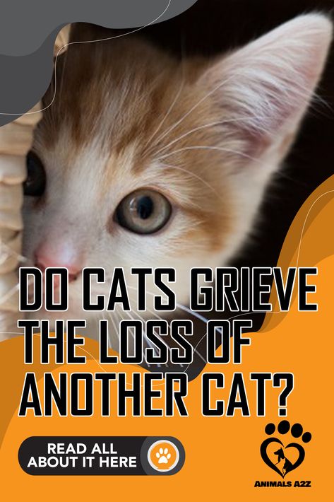 Cats often have been stereotyped as aloof or standoffish, but in truth, cats are some of the most sensitive animals out there.  Cat owners know t... Pet Loss Cat, Shedding Tears, Cat Loss, Teary Eyes, Pet Remembrance, Cat Shedding, Cat Spray, Cat Reading, Cat Facts