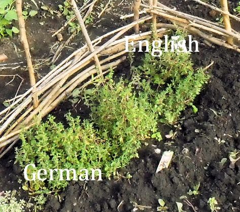 Backyard Patch Herbal Blog: Herb of the Week - Thyme, English, German and French English Thyme, Thyme Uses, Thyme Plant, Culinary Lavender, Aromatic Oils, English German, Herbs De Provence, Fennel Seeds, Community Gardening