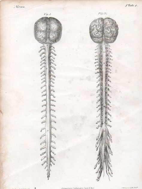 Guts Anatomy, Nervous System Projects, Spine Drawing, Psychology Tattoo, Nice To Meat You, Anatomy Tattoo, Interactive Poster, Spinal Column, Spinal Nerve