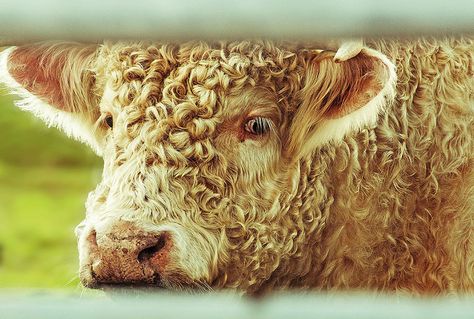 Curly Wurly | Flickr - Photo Sharing! Curly Animals, Curly Cow, Yard Animals, Curly Wurly, Curly Fries, Perm, Curly Hair, Print Making, Photo Sharing