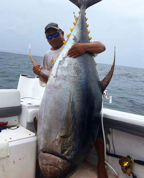 @navegantepesca check out this big ass monster tuna! Can we say dinner !?!?! #tunafordays #tuna #yellowfin #yellowfintuna #bluefin #bluefintuna #angler #anglerapproved #fish #fishing #fishinglife #monster #monsterfish #monsterfishkeepers #keeper #bigtuna #bigfish #bigassfish #friday #dinner #wow #amazing Blue Fin Tuna, Atlantic Bluefin Tuna, Salmon Food, Tuna Can, Tuna Fillet, Fish Salmon, Friday Dinner, Bluefin Tuna, Tuna Fishing