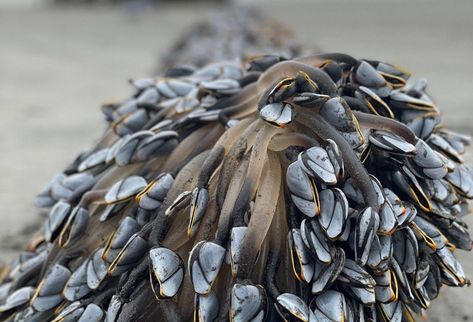 Gooseneck Barnacles, Giant Pacific Octopus, Southern Oregon Coast, Marine Debris, Pacific City, Large Waves, Rockaway Beach, Central Oregon, Cannon Beach