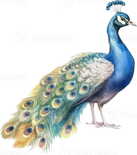 Peacock bird watercolor illustration. AI Generated Peacock Clipart, Peacock Watercolor, Peacock Illustration, Watercolor Peacock, Bird Watercolor, Wedding Elements, Peacock Bird, The Peacock, Peacock Design