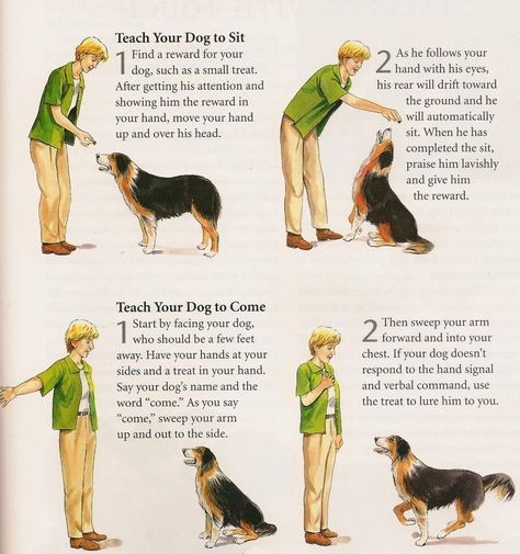 Simple dog training obedience commands. Dog Minding, Easiest Dogs To Train, Dog Training Classes, Hand Signals, Dog Training Techniques, Dog Hacks, Dog Obedience, Obedience Training, Dog Training Obedience