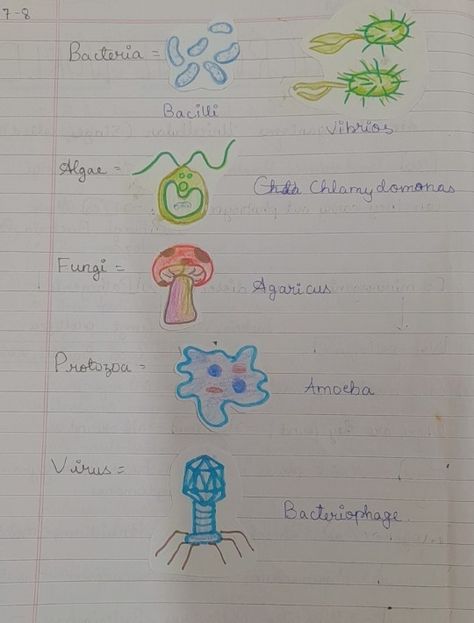 Bacteria, Algae, miceoorganisms diagram Fungi Diagram, Microorganisms Project, Microorganisms Art, Bacteria Diagram, Biology Student, Science Notes, Class 8, Fashion Design Patterns, Butterfly Gifts