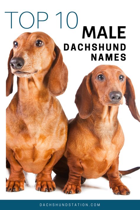 Dachshund Puppy Names, Wirehair Dachshund, Dachshund Names, Dachshund Adoption, Brindle Dachshund, Chocolate Dachshund, Piebald Dachshund, Names Male, Blue Dachshund