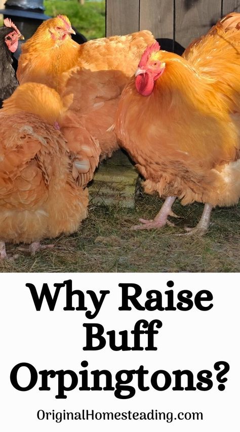 Are you thinking of raising Buff Orpington Chickens? Here is a beginner's guide for Buff Orpington chicken care! Buff Orpington Chickens Eggs, Lavender Orpington Chickens, Buff Orpington Rooster, Buff Orpington Hen, Buff Chicken, Orpington Chickens, Buff Orpington Chickens, Chicken Raising, Buff Orpington