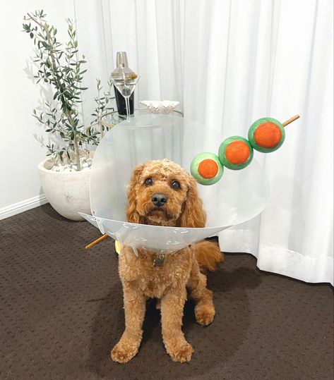 IG: @good.boy.bentleyy margarita dog costume, halloween costume, last minute halloween costume, dog costume, margarita, cocktail, puppy halloween costume, pet costume, pet photography Dog Martini Costume, Martini Costume, Puppy Halloween Costume, Halloween Costume Last Minute, Dog Costume Halloween, Costume Last Minute, Halloween Costume Dog, Puppy Halloween Costumes, Last Minute Halloween Costume