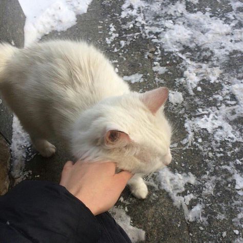 #aesthetic #cat #winter #white Owning A Cat, Pets 3, Cat Aesthetic, Winter Aesthetic, Soft Grunge, Silly Cats, Pretty Cats, 귀여운 동물, White Cat