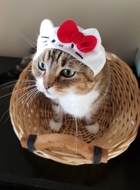 This is Smittens wearing a Hello Kitty hat from Japan Cat Dressed Up As Hello Kitty, Cat With Hello Kitty Hat, Japan Hello Kitty, Cats Clothes, Hello Kitty Hat, Y2k Hat, Cat Dressed Up, Hello Kitty Crochet, Hat Aesthetic