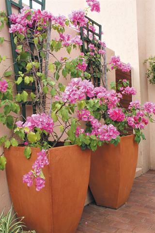 An idea to grow Bougainville in pots Trellis Bougainvillea, Potted Bougainvillea, Flower Bougainvillea, Bougainvillea Trellis, Red Bougainvillea, Beautiful Flower Garden, Small Vegetable Gardens, Garden Diary, Diy Trellis