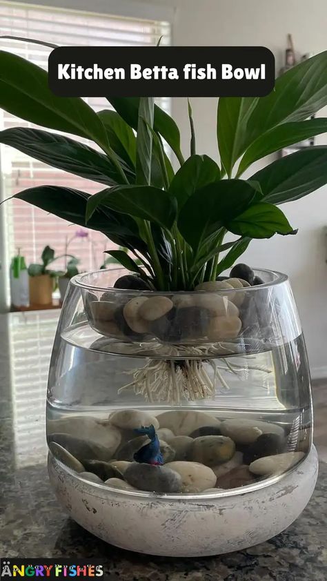 Creative and Unique Betta Fish Bowl Ideas 2024 - AngryFishes Fish Planter Ideas, Plant With Beta Fish, Vase Fish Tank Ideas, Tortoise Water Bowl, Diy Fish Bowl Ideas, Fish Bowls Ideas, Betta Fish Tank Ideas Plants, Betta Fish Setup, Betta Fish Plants