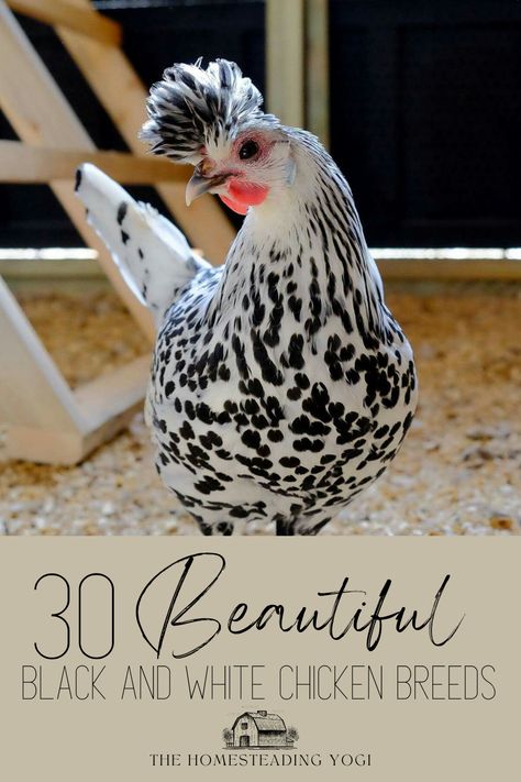 Black and White Chicken with Spangled Plumage Silver Seabright Chicken, White Crested Black Polish Chicken, Fancy Chicken Breeds, Fancy Chickens Breeds, Prettiest Chicken Breeds, Pretty Chicken Breeds, Homemade Chicken Food, Black And White Chicken Coop, Black Star Chicken