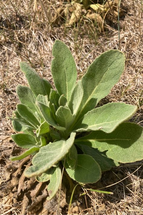 Learn about the many benefits of mullein leaves. Along with how you can use mullein leaves to reap its many benefits. Forage for mullein in your backyard or pasture. Benefits Of Mullein, Mullein Oil, Mullein Leaf Tea, Chamomile Tea Benefits, Herbs Medicinal, Ear Oil, Mullein Leaf, Ear Infections, Plant Benefits