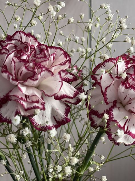 Carnation Flower Arrangements, Very Beautiful Flowers, Nothing But Flowers, Carnation Flower, Flower Therapy, Language Of Flowers, Beautiful Bouquet Of Flowers, Favorite Flowers, Luxury Flowers