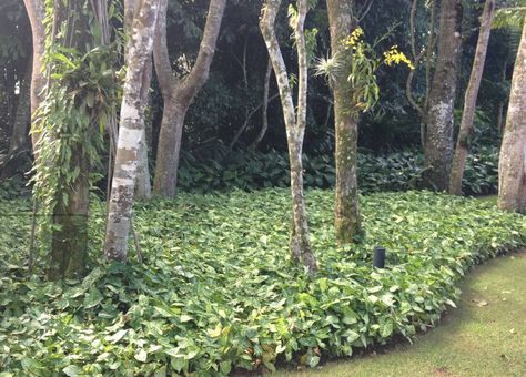 Cobertura vegetal são plantas rasteiras, de pequeno porte que permitem formar um tapete verde não deixando a terra à mostra. De forma que, estas plantas cumprem uma função estética e de proteção ao solo.  Nos acostumamos ao verde-esmeralda da grama, plantas que são indicadas para campos de futebol e áreas de jogos infantis. O gramado ainda é muito cultivado na maioria dos jardins.   #coberturavegetal #forracoes #grama #jardimsustentável #planta #sustentabilidade Syngonium Podophyllum, Tropical Garden, Grasses, Tree Trunk, Plants, Green, Design