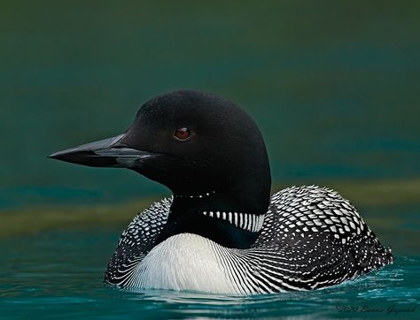 Loons On Lake, Loon Photo, Loon Art, Loon Bird, Canvas Painting Projects, Printmaking Ideas, Common Loon, Wpa Posters, Water Birds