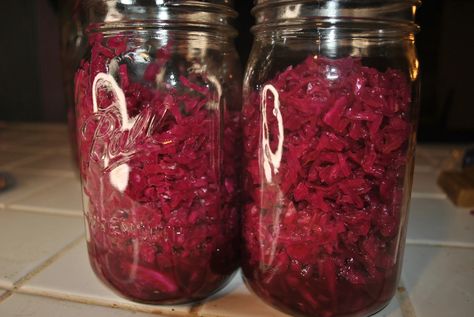 Homemade Purple Sauerkraut | The Good Old Way Purple Sauerkraut, Homemade Yogurt Recipes, Homemade Sauerkraut, Foraged Food, Fermentation Recipes, Purple Cabbage, Caraway Seeds, Homemade Yogurt, Small Jars