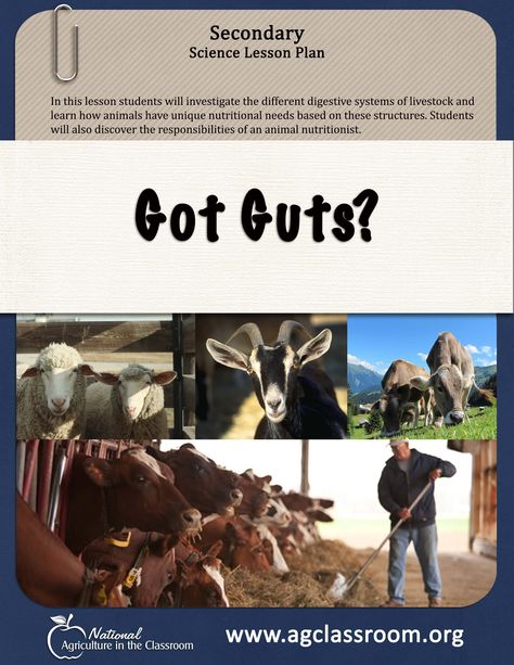 Ruminant Digestive System, Ag Science, Classroom Website, Career Lessons, Ag Education, Animal Lessons, Veterinary School, Secondary Science, Agriculture Education