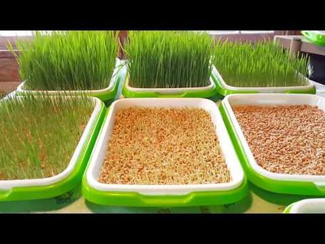 Chicken Fodder Diy How To Grow, Chicken Fodder, Growing Grains, Feed Chickens, Mother Clucker, Fodder System, Growing Wheat, Heritage Chickens, Chicken Raising