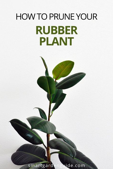 Plant Advice, Rubber Plant Care, Houseplant Ideas, Plant Parenting, Indoor Gardening Supplies, Plants Tips, Rubber Tree Plant, Planting Plants, Snake Plant Care