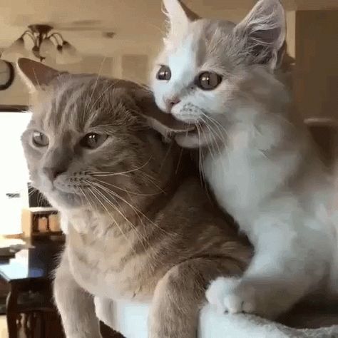 Cats Ear Bite GIF - Cats EarBite - Discover & Share GIFs Psy I Szczenięta, Image Chat, Two Cats, Haiwan Peliharaan, Cute Cats And Kittens, Happy Cat, Cute Kittens, Funny Animal Pictures