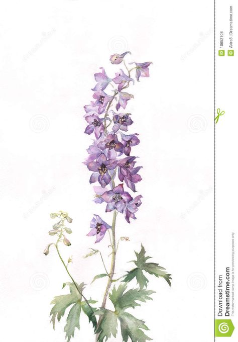 Delphinium Watercolor Painting - Download From Over 27 Million High Quality Stock Photos, Images, Vectors. Sign up for FREE today. Image: 10652708 Delphinium Arrangement, Delphinium Tattoo, Delphinium Bouquet, Larkspur Tattoo, 27 Tattoo, Delphinium Flower, July Birth Flower, Larkspur Flower, Delphinium Flowers