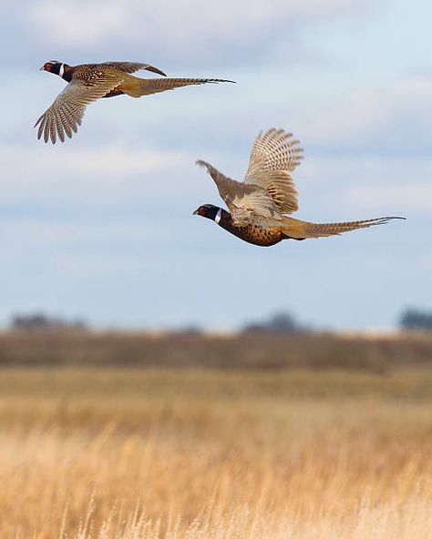 1,188 Pheasant Flying Stock Photos, Pictures & Royalty-Free Images - iStock Fly Drawing, Ring Necked Pheasant, Hunting Pictures, Pheasant Hunting, Bird Hunting, British Wildlife, Game Birds, Hunting Gifts, Wild Game